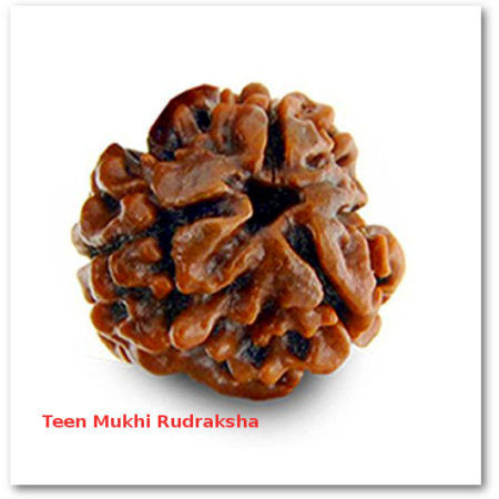 teen mukhi rudraksha