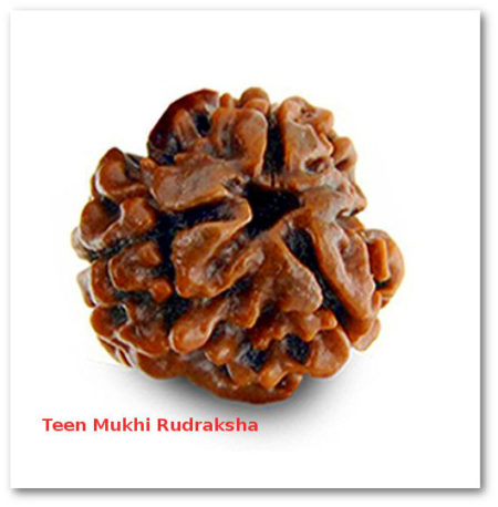 teen mukhi rudraksha