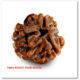 teen mukhi rudraksha